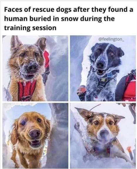 snow dogs.jpg