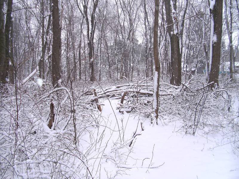 snow1.jpg
