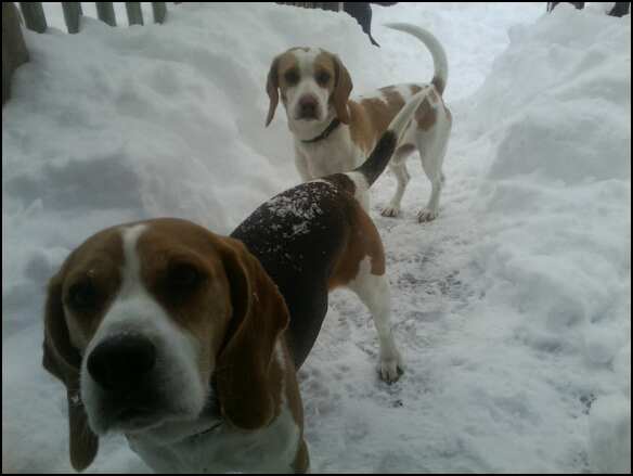 snowbeagle1_zps6cb110de.jpg