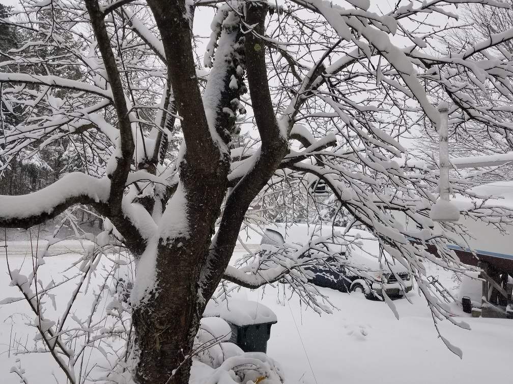 Snowed 010.jpg