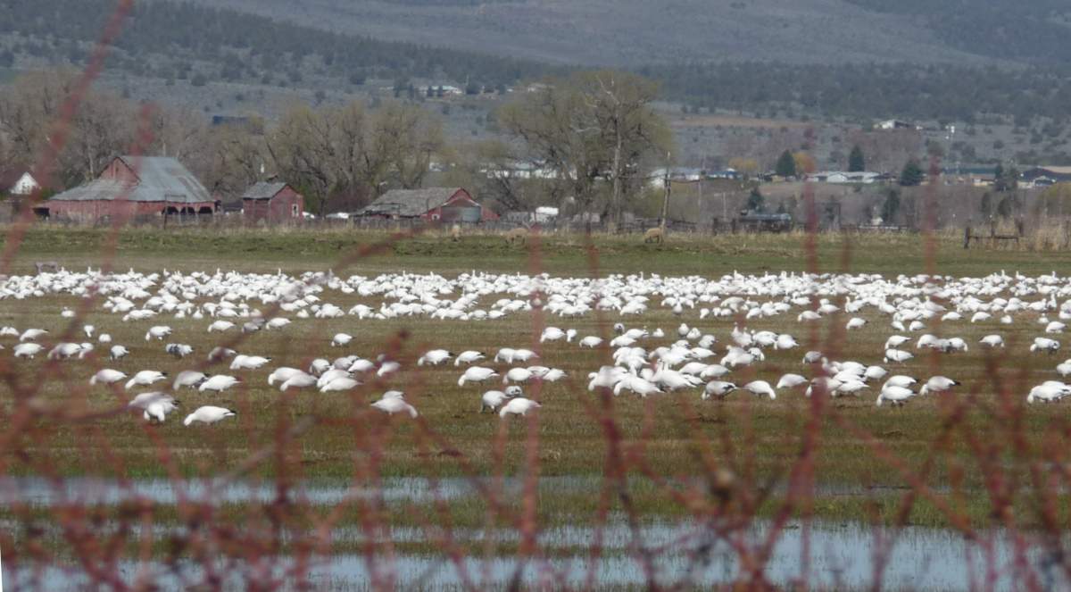 SnowGeese.JPG