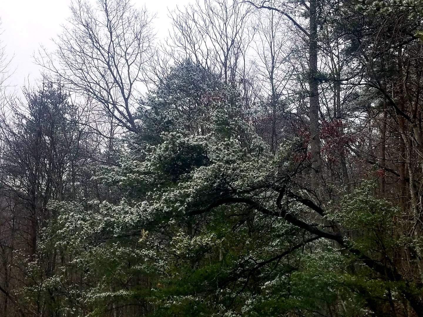 Snowtree.jpeg