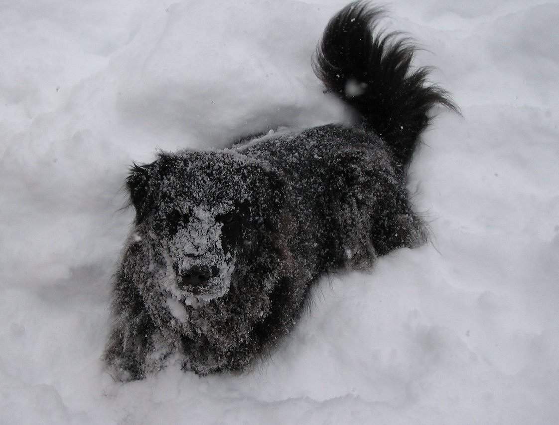 SnowyHoover.jpg