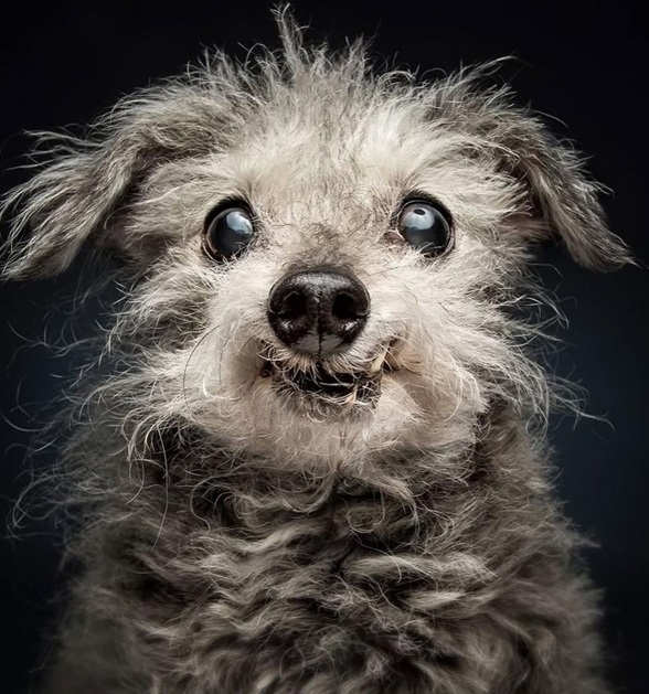 snr dog 4.jpg