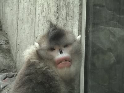 Snub-nosedMonkey1.jpg