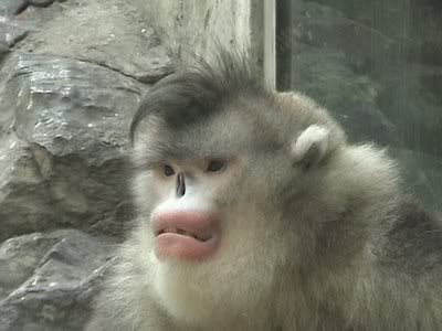 Snub-nosedMonkey2.jpg