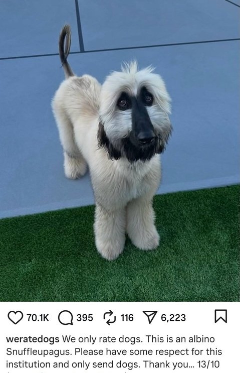 snuffle dog.jpg