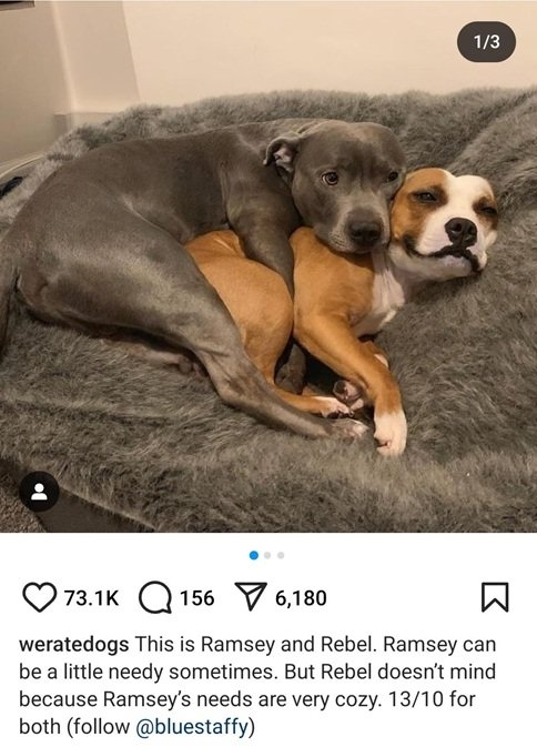 snuggle dogs.jpg