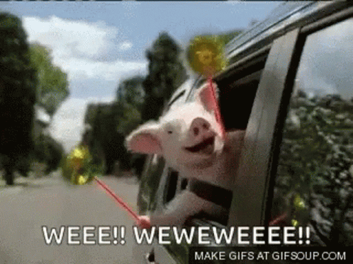 so-excited-pig.gif