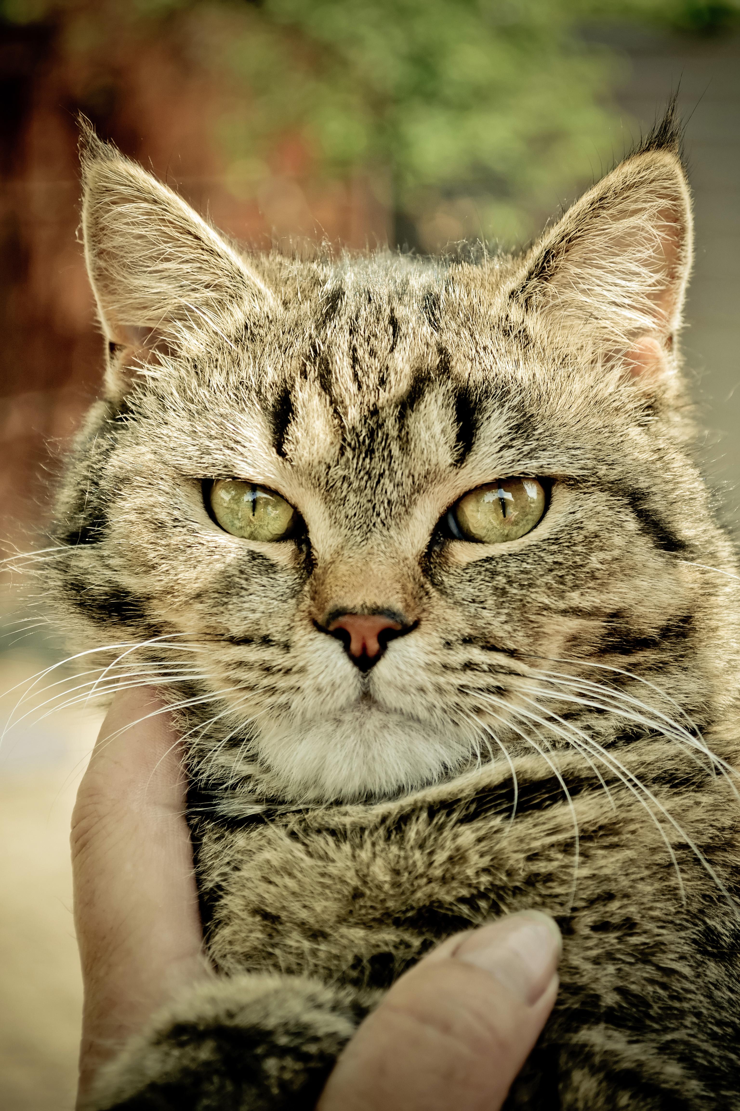 So serious cat.jpg