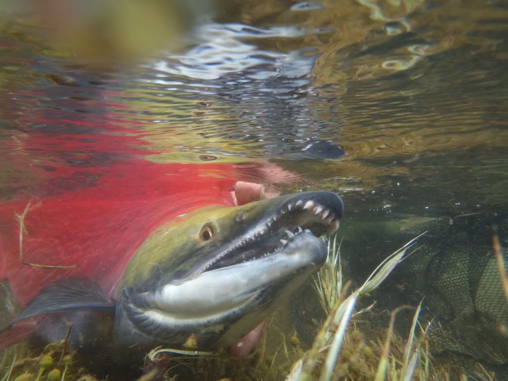 Sockeye.jpg