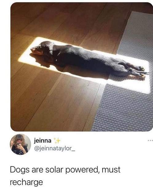 solar dog.jpg