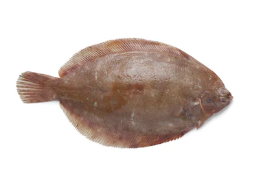 sole.png
