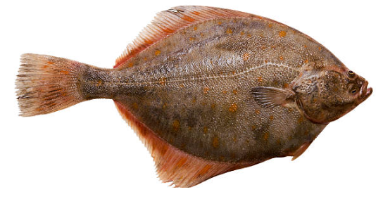 sole.png