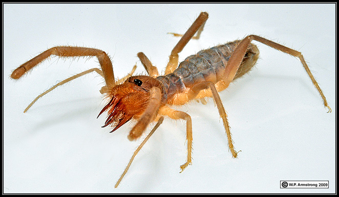 solpugid1b.jpg