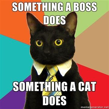 Something-a-boss-does-Something-a-cat-does.jpg