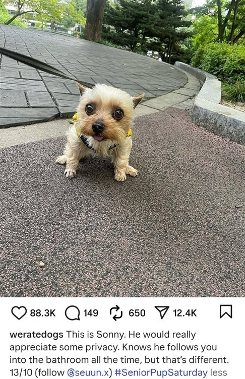 sonny dog.jpg