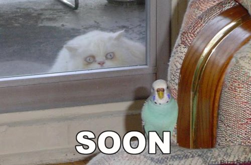 soon-cat-parrot.jpg
