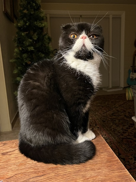 soul patch cat.jpg