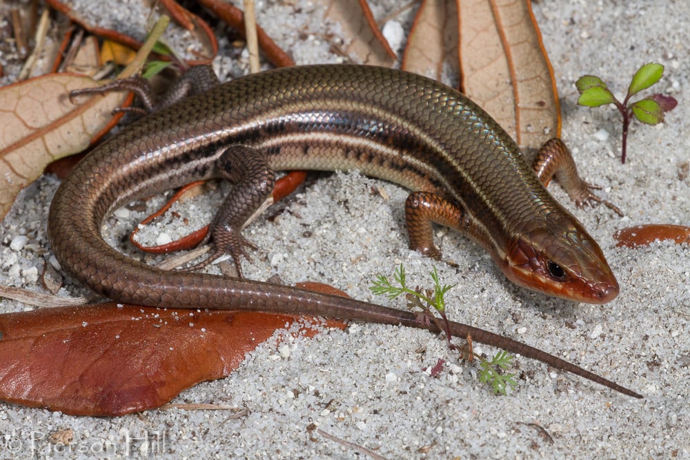 Southeastern-Five-Lined-Skink-2-.jpg