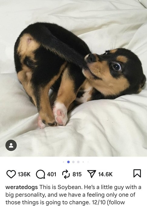 soybean dog.jpg