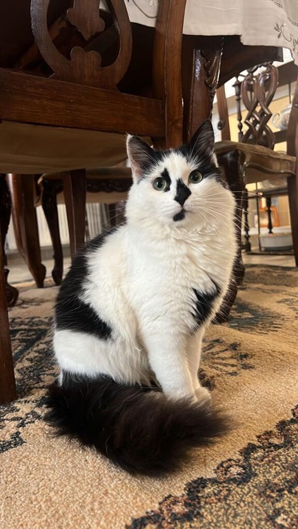 spade cat.jpg