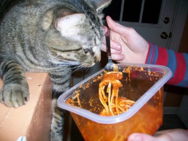 spaget.jpg