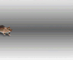 Spang.gif
