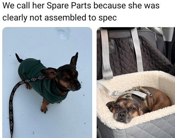 spare dog.jpg