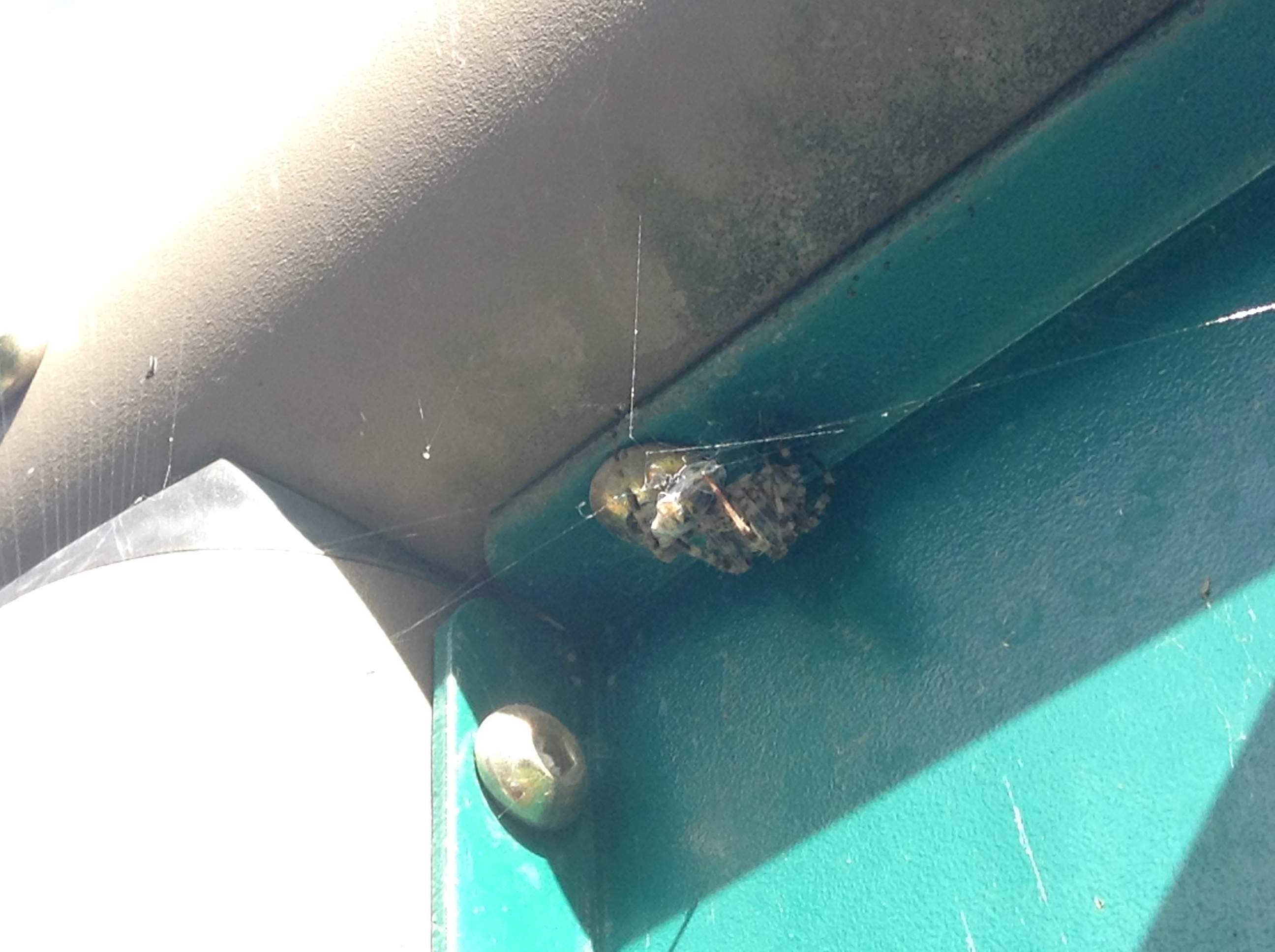 Spider Eating Yellowjacket.JPG