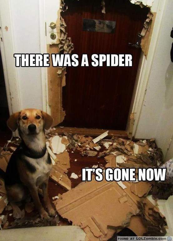 spider.jpeg