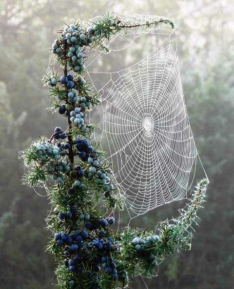 Spider-Web-1.jpg