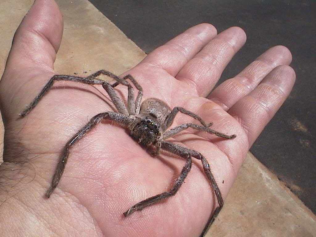 Spider_Dads_hand1.jpg