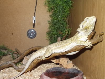 Spike003.jpg