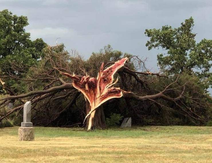split tree.jpg