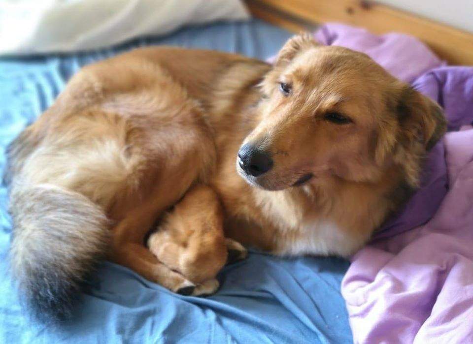 spoiled dog.jpg