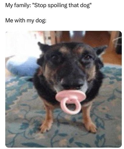 spoiled dog.jpg