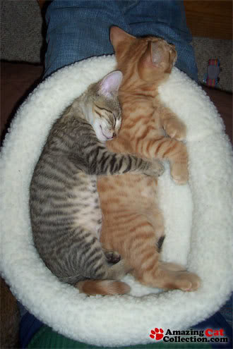spooning-kittens-1.jpg