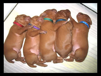 spooningdogs.jpg