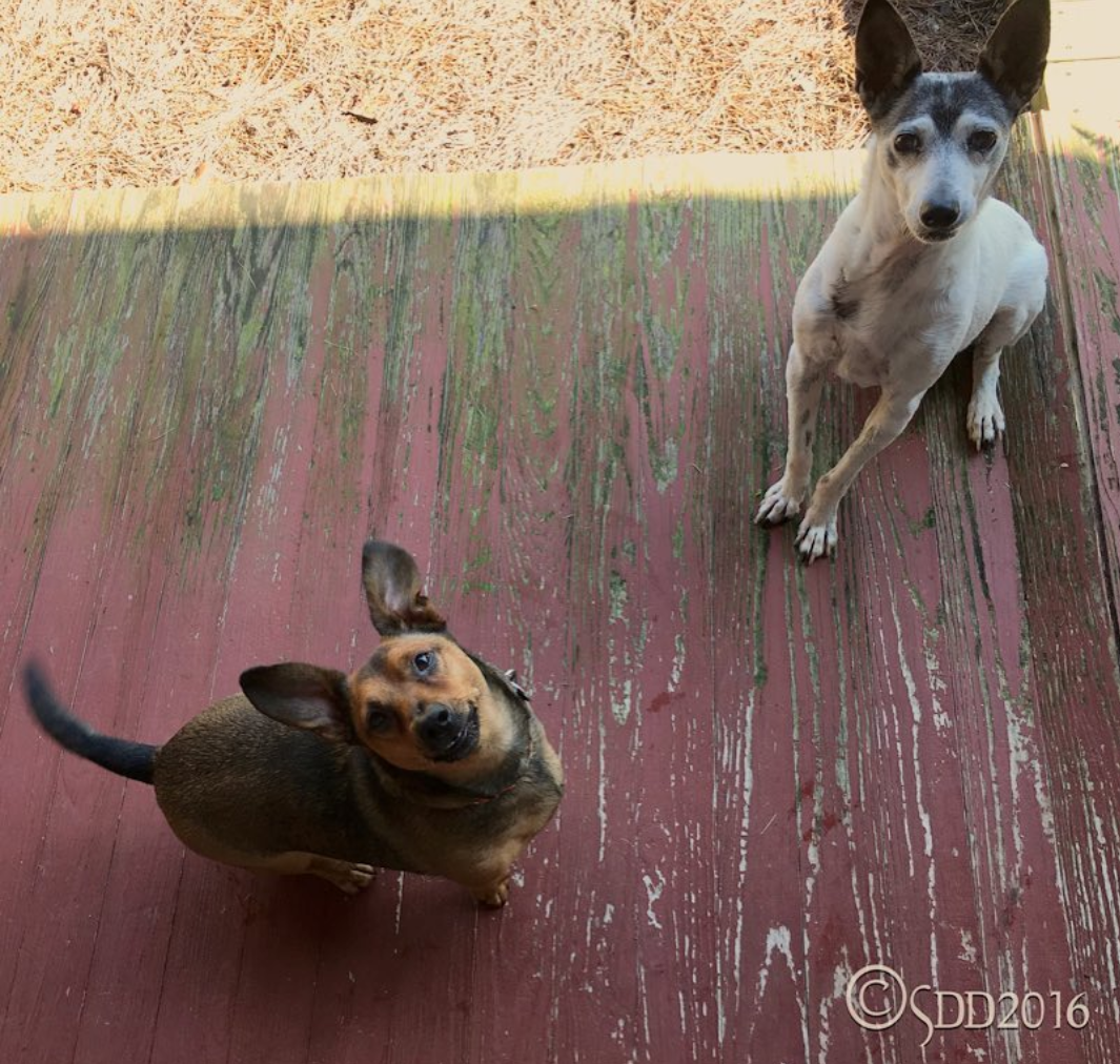 Spot and Doogan..png