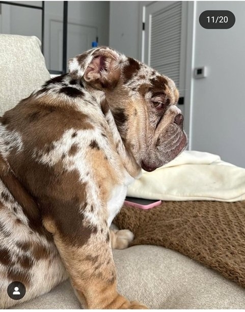 spotted bulldoig.jpg