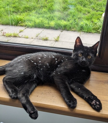 spotty cat.jpg