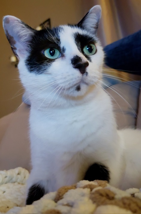 spotty cat.jpg
