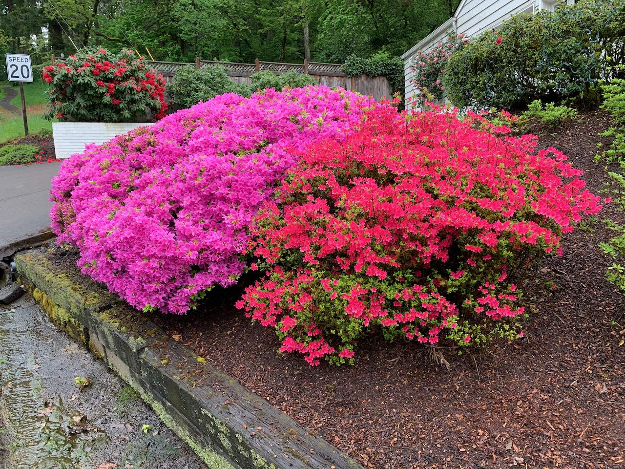 Spring Blooms - 1 (1).jpeg