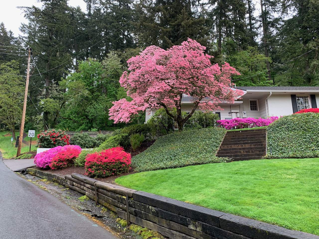 Spring Blooms - 1.jpeg
