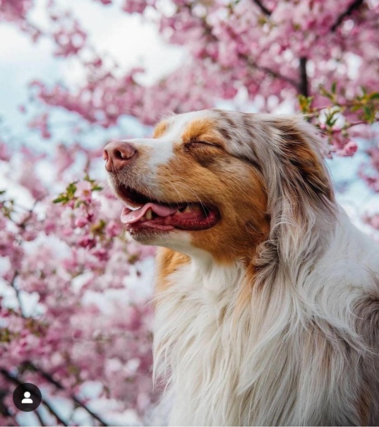 spring dog 2.jpg