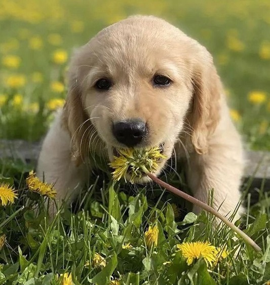 spring dog 3.jpg