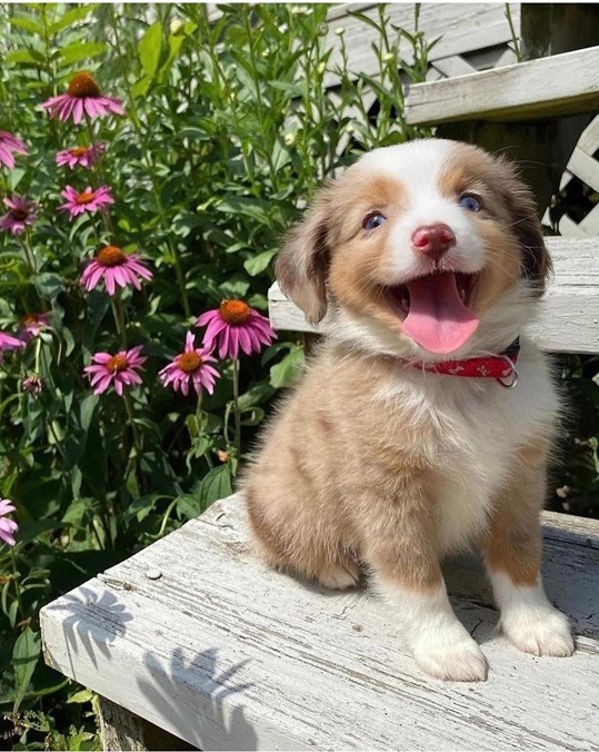 spring dog.jpg