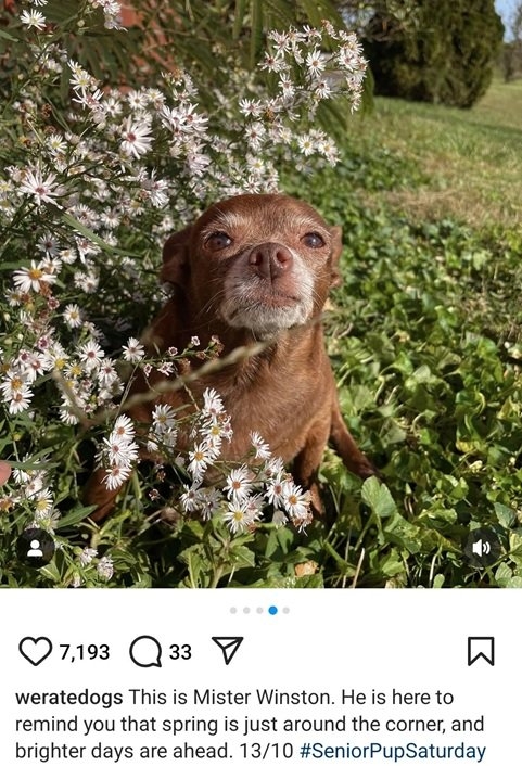 spring dog.jpg