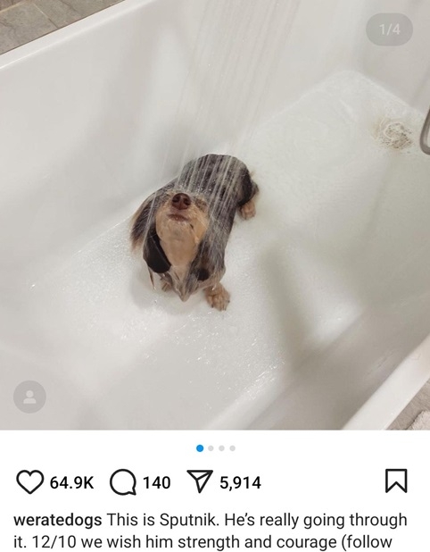 sputnik dog.jpg